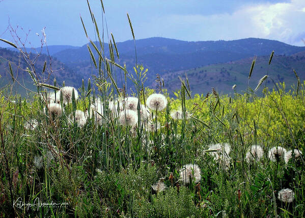 Dandelion Poster featuring the photograph Dandelions and Mountains by Kathryn Alexander MA