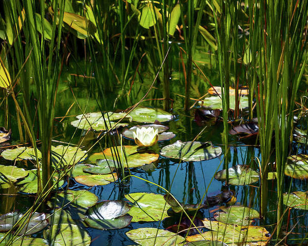 Water Lily Poster featuring the photograph Deep in the Lily Pond by Bonnie Follett