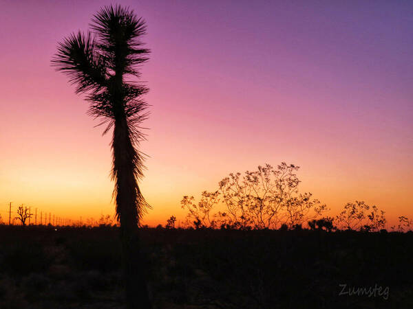 Desert Poster featuring the photograph Desert Sunset by David Zumsteg