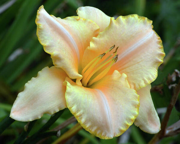 Daylily Poster featuring the photograph Desirable Daylily. by Terence Davis