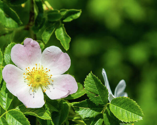 Dog Rose Poster featuring the photograph Dog rose Rosa canina flower by Viktor Wallon-Hars