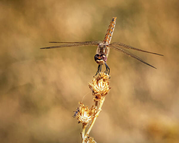 Dragonfly Poster featuring the photograph Dragonfly 2 by James Sage