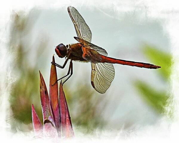 Dragonfly Poster featuring the photograph Dragonfly with vignette by Bill Barber