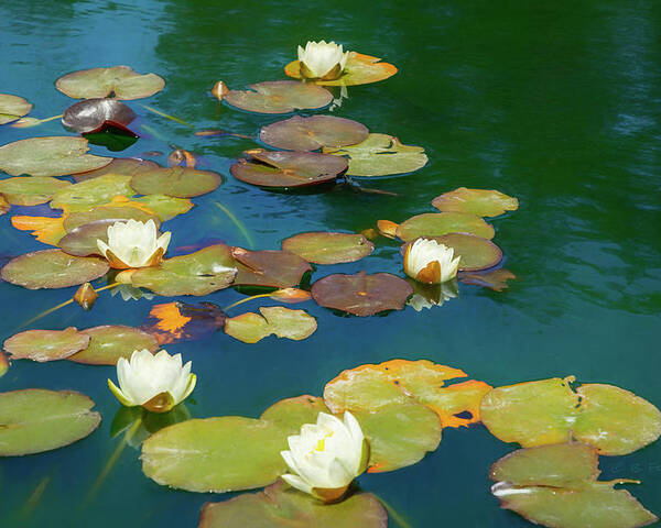 Water Lily Poster featuring the photograph Dreamy Water Lilies on Pond by Bonnie Follett