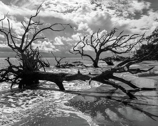 Beach Poster featuring the photograph Driftwood by David Beechum