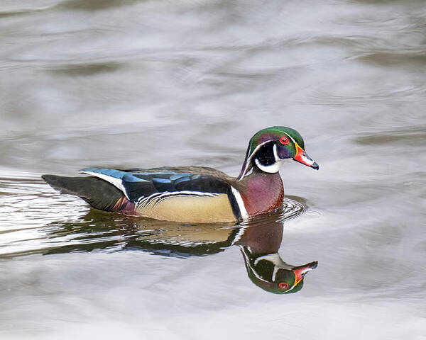 Woodduck Poster featuring the photograph Duck Perfect by Jerry Cahill