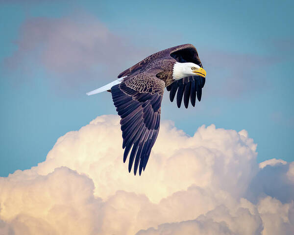 Eagles Poster featuring the photograph Eagle Flying Above Clouds by Joe Myeress