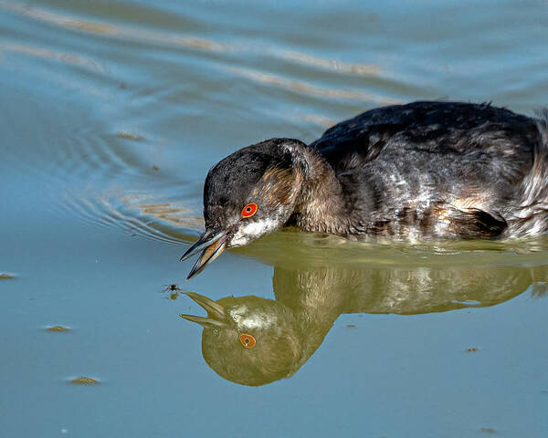 Eared Grebe Poster featuring the photograph Eared Grebe by Rick Mosher