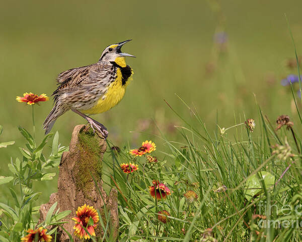 00563400 Poster featuring the photograph Eastern Meadowlark Calling by Alan Murphy