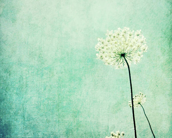 Queen Anne's Lace Poster featuring the photograph Efflorescence by Lupen Grainne