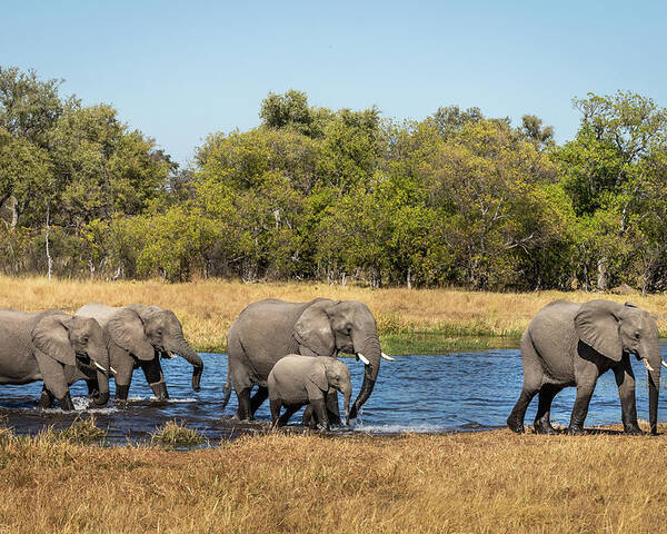 African Elephants Poster featuring the photograph Elephants Crossing the River by Elvira Peretsman