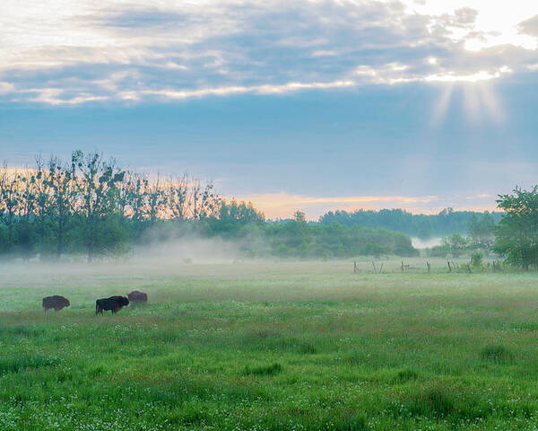 European Bisons Poster featuring the photograph Three European Bison in the morning mist by Dubi Roman