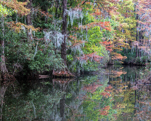 Fall Poster featuring the photograph Fall Colors in the Swamp by WAZgriffin Digital