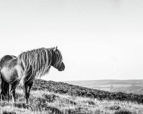 Photographs Poster featuring the photograph Favourite Daydream II - Horse Art by Lisa Saint