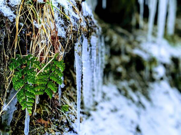  Poster featuring the photograph Fern and Icicles by Brad Nellis