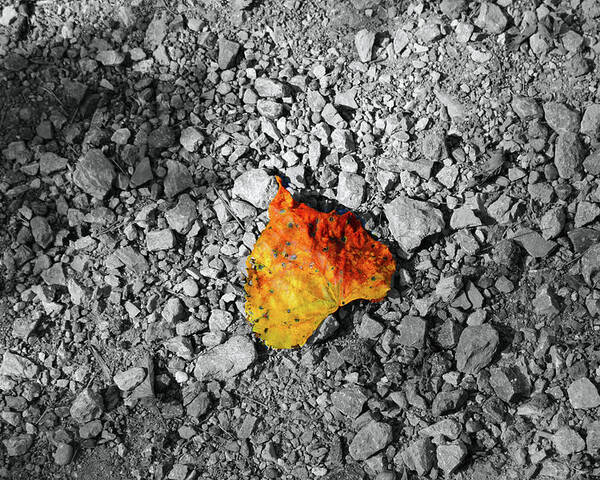 Leaf Poster featuring the photograph First Leaf of Autumn by Christopher Reed