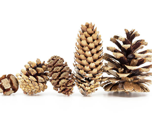 Cone Poster featuring the photograph Family - Five different pine cones standing in row by Viktor Wallon-Hars