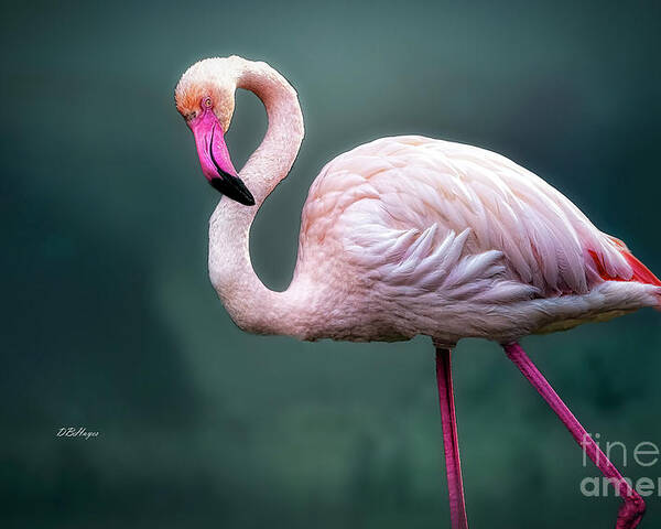 Birds Poster featuring the photograph Flamingo Artistry by DB Hayes
