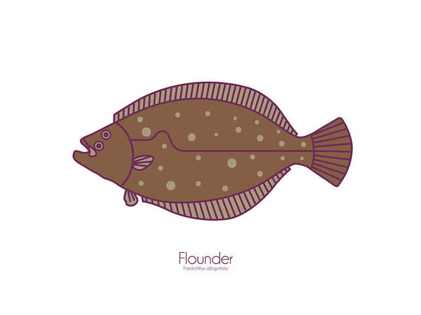 Flounder Poster featuring the digital art Flounder by Kevin Putman