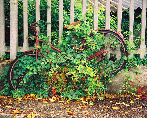 Italy Poster featuring the photograph Ivy - Bike by Claude Taylor