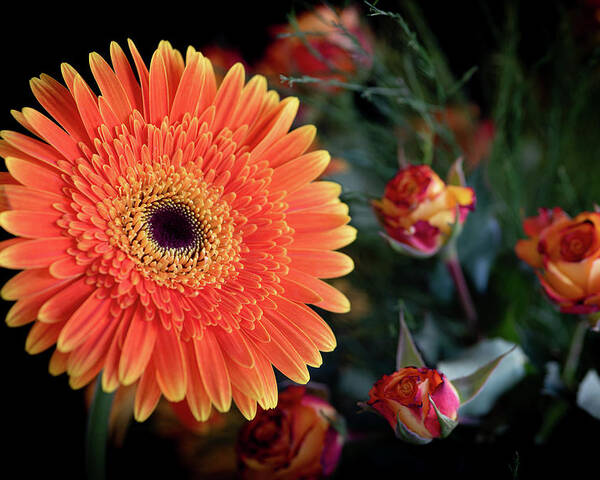 Daisies Poster featuring the photograph Fresh beautiful orange daisy flower blossom. Blooming flower by Michalakis Ppalis