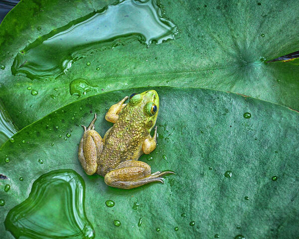 Frog Poster featuring the photograph Frog on a Pad by WAZgriffin Digital