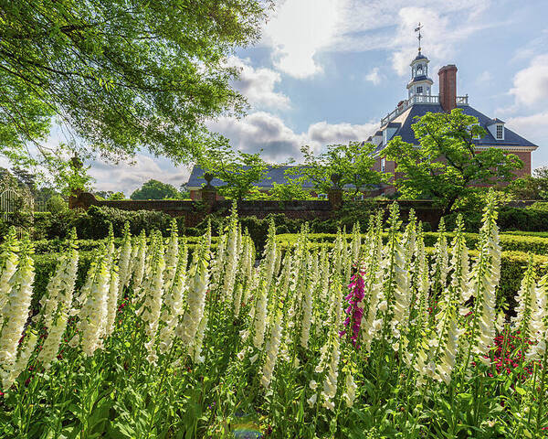 Colonial Williamsburg Poster featuring the photograph Garden Flowers at the Governor's Palace by Rachel Morrison