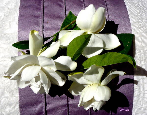 Gardenia Poster featuring the photograph Gardenia On Purple by VIVA Anderson
