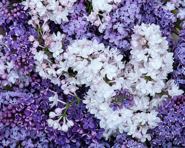 Face Mask Poster featuring the photograph Glorious Lilacs by Theresa Tahara