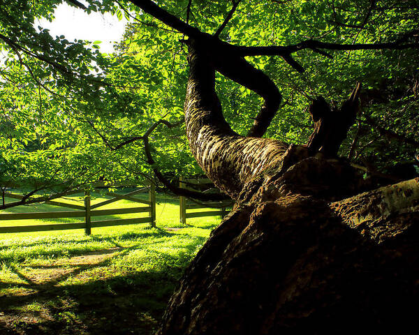 Afternoon Sun Poster featuring the photograph Gnarled Tree and Rustic Fence in Golden Hour by Steve Ember