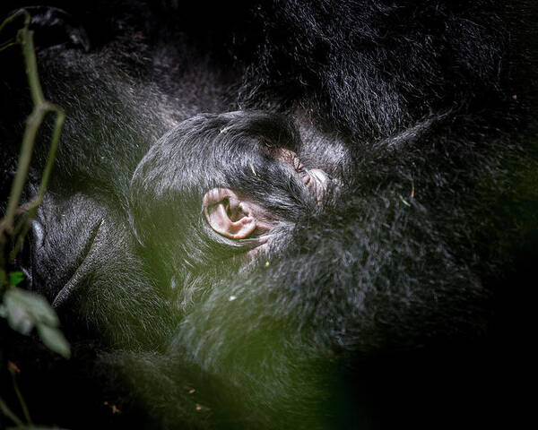 Mountain Gorilla Poster featuring the photograph Gorilla Mother and Baby by Kate Malone