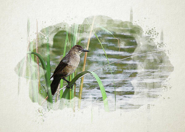 Grackle Poster featuring the digital art Grackle by the Lake by Alison Frank