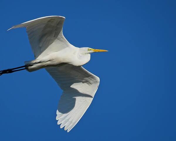Blue Poster featuring the photograph Great Egret In Flight by Steve DaPonte