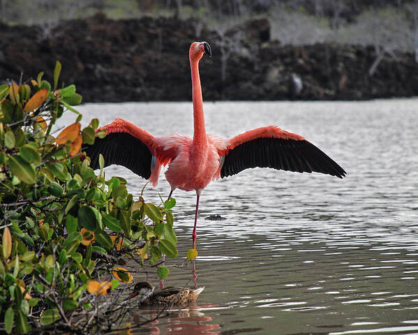American Flamingo Poster featuring the photograph Greater Flamingo or American Flamingo - Galapagos by Henri Leduc