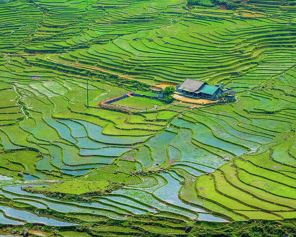 Black Poster featuring the photograph Green Field Terraces by Arj Munoz