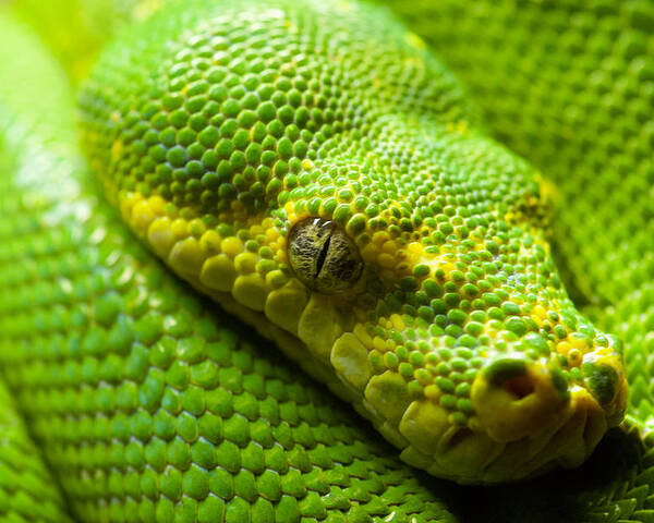 Green Tree Python Poster featuring the digital art Green tree python by Geir Rosset
