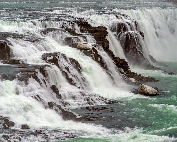 Winter Poster featuring the photograph Gullfoss waterfalls, Iceland by Dubi Roman