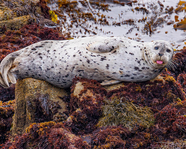 Harbor Seal Poster featuring the photograph Happy The Harbor Seal by Derek Dean