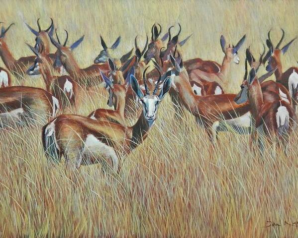Springbok Poster featuring the painting Herd of Springbok by John Neeve