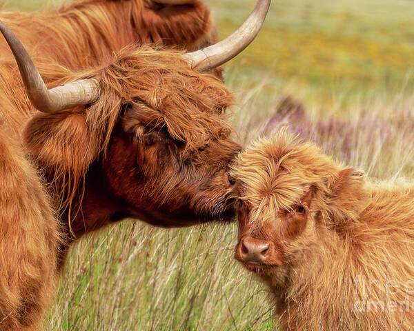 Highland cow and baby calf portrait Poster by Delphimages Photo Creations  Pixels