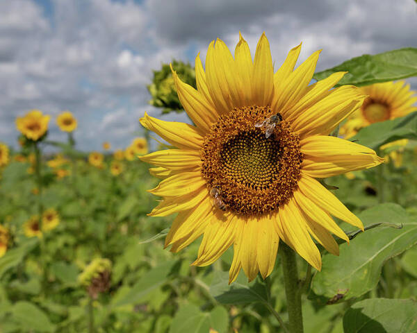 Sunflower Poster featuring the photograph Honeybee on Sunflower by Carolyn Hutchins