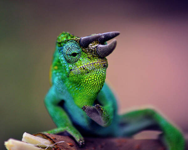 Chameleon Poster featuring the photograph Horned Chameleon by Matti Barthel