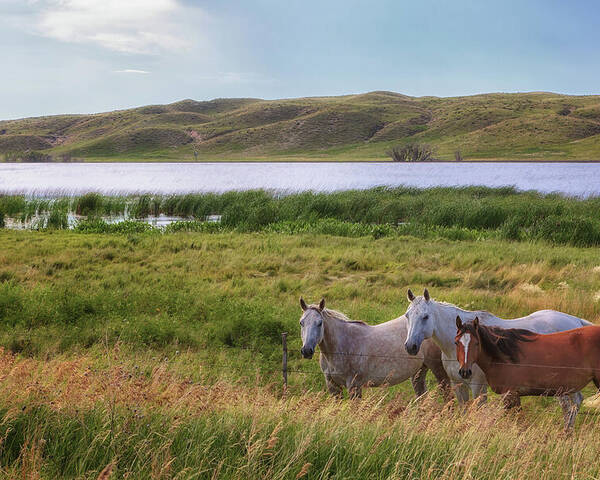 Horses Poster featuring the photograph Horses at Beem Lake - Sandhills Journey by Susan Rissi Tregoning