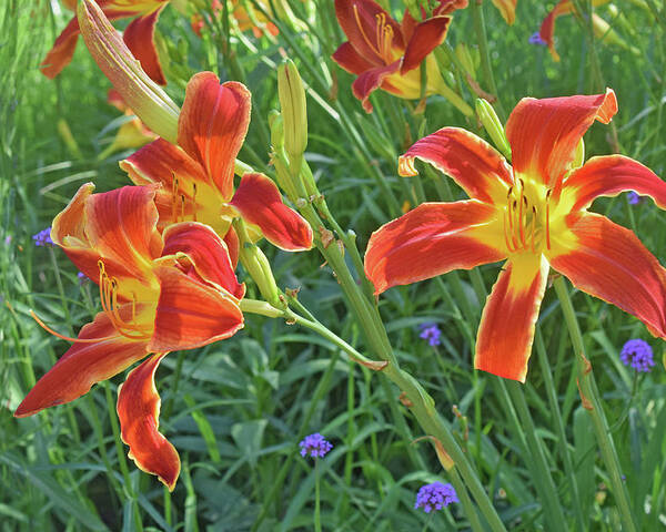 Daylilies Poster featuring the photograph Hot July Field of Daylilies by Janis Senungetuk
