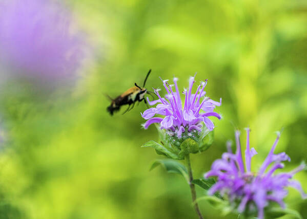 Plants Poster featuring the photograph Hummingbird Moth - Delaware Water Gap by Amelia Pearn