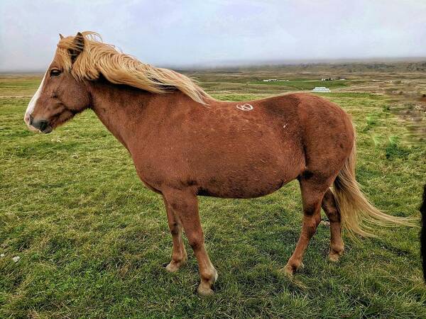 Iceland Poster featuring the photograph Icelandic horse by Yvonne Jasinski