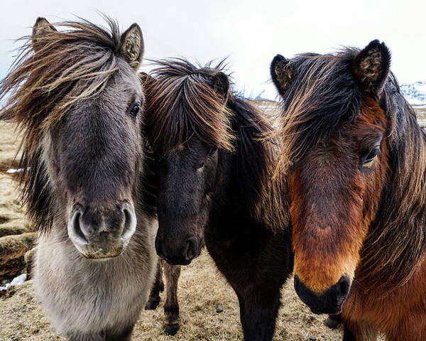Iceland Poster featuring the photograph Icelandic Wild Horses. Iceland by Earth And Spirit