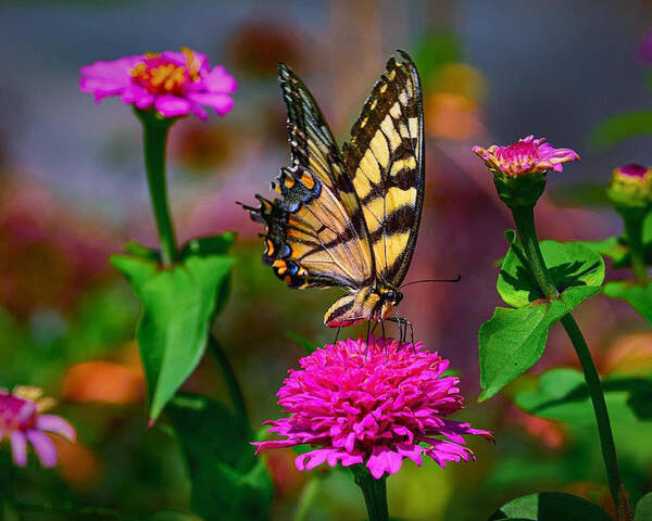 Butterfly Poster featuring the photograph In the Garden by Carolyn Mickulas