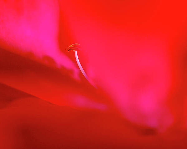 Red Poster featuring the photograph Inside a red rose by Dubi Roman
