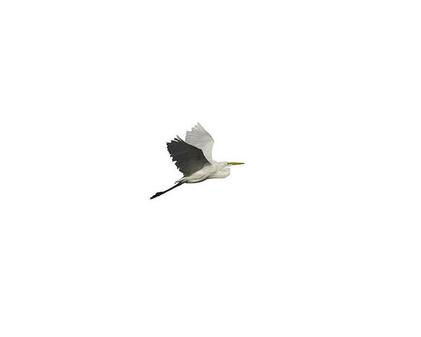 Great Egret Poster featuring the photograph Isolated Great Egret 2016 by Thomas Young